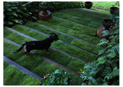 Trays of Zoysia (No Mow) Tenuifolia - 330mm x 330mm - Free Delivery - 10/10