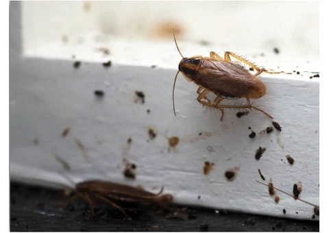 Pest Control Moree