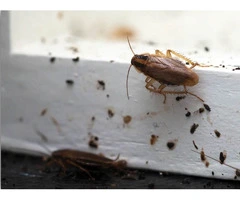 Pest Control Moree