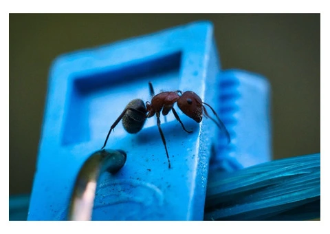 Protect Your North Shore Property with Professional Ant Pest Control Services