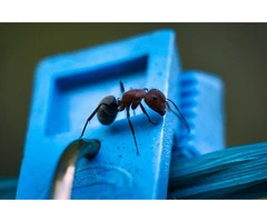 Protect Your North Shore Property with Professional Ant Pest Control Services