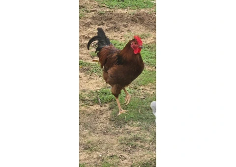 ROOSTER! (Rhode island red) - 1/4