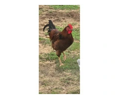 ROOSTER! (Rhode island red)