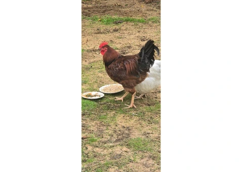 ROOSTER! (Rhode island red) - 2/4