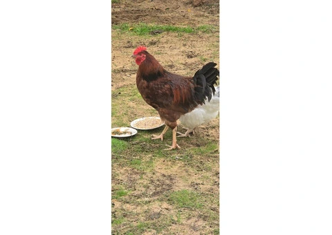 ROOSTER! (Rhode island red) - 3/4
