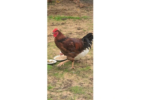 ROOSTER! (Rhode island red) - 4/4