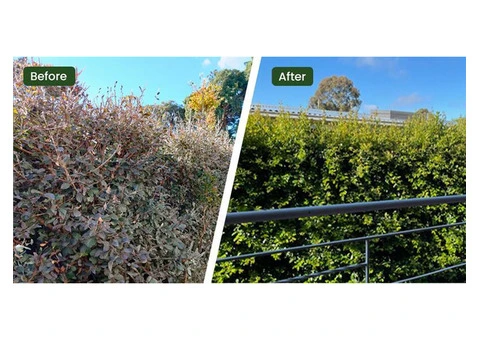 Fixing Ailing Sick Plants in Caulfield With Expert Garden Care