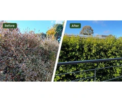 Fixing Ailing Sick Plants in Caulfield With Expert Garden Care