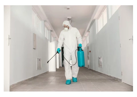 Local Pest Solutions for Homes and Businesses in Carrum Downs