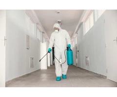 Local Pest Solutions for Homes and Businesses in Carrum Downs