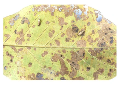 Elm Leaf Beetle Tree Injection – Protect Your Valuable Elm Trees
