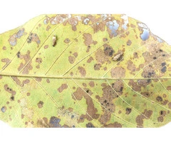 Elm Leaf Beetle Tree Injection – Protect Your Valuable Elm Trees