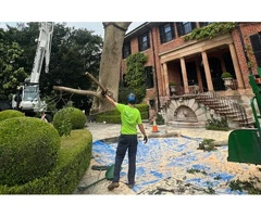 Tree Removal Gordon