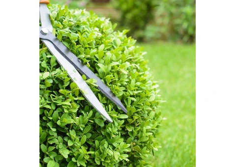 Keep Your Outdoor Spaces Looking Their Best with Expert Hedge Trimming Canberra