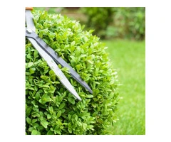 Keep Your Outdoor Spaces Looking Their Best with Expert Hedge Trimming Canberra