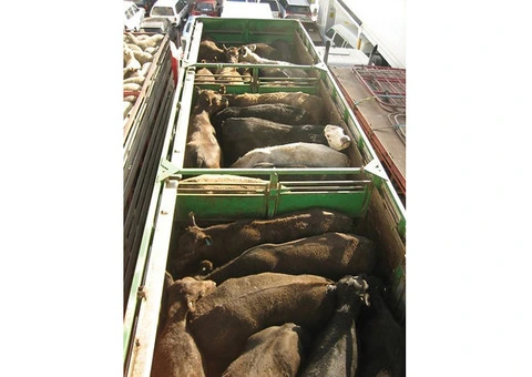 Reliable Livestock Transport Brisbane Solutions for Safe and Efficient Animal Freight