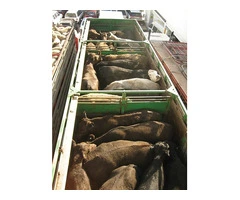 Reliable Livestock Transport Brisbane Solutions for Safe and Efficient Animal Freight