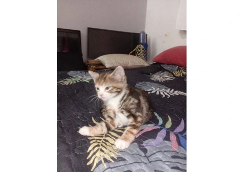 2 kittens female and male
