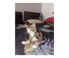 2 kittens female and male