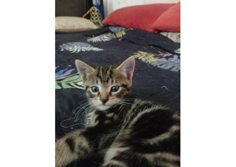 2 kittens female and male - 2/2