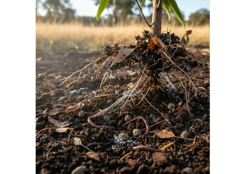 Why Choose Slow Release Organic Fertiliser for Healthier Plant Growth?