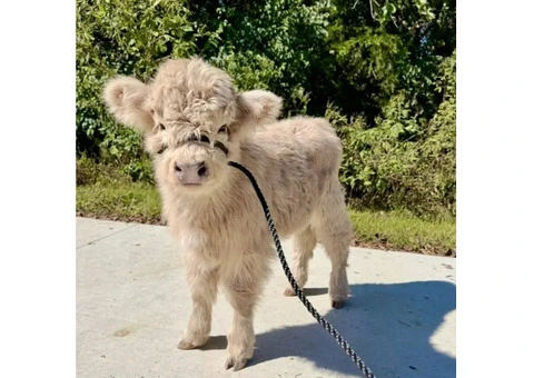 buy mini highland cow