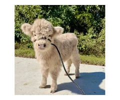 buy mini highland cow