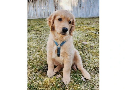 Purebred Golden Retriever Puppies