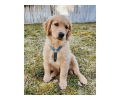 Purebred Golden Retriever Puppies