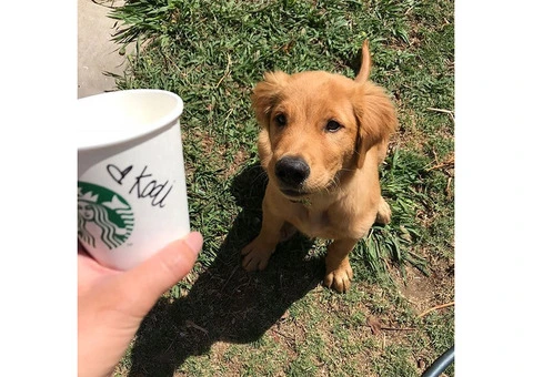 Purebred Golden Retriever Puppies - 2/2