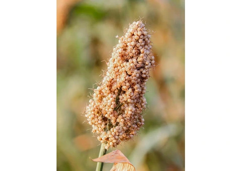 Buy Pearl Millet (Bajra) Online in Australia