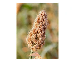 Buy Pearl Millet (Bajra) Online in Australia