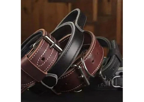 Buy ray allen dog collar