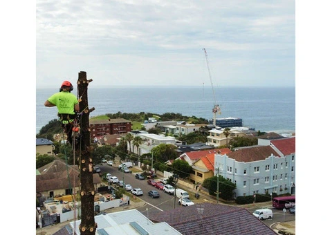 Tree Pruning Sydney