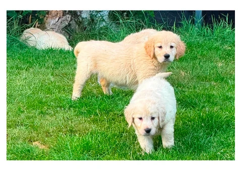 Gorgeous AKC Reg Golden Retriever Puppies - 1/5