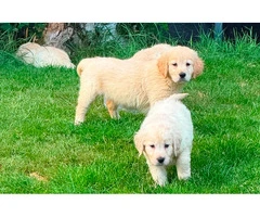 Gorgeous AKC Reg Golden Retriever Puppies