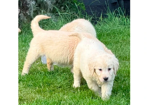 Gorgeous AKC Reg Golden Retriever Puppies - 2/5