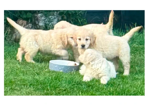 Gorgeous AKC Reg Golden Retriever Puppies - 3/5