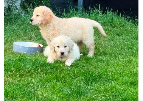 Gorgeous AKC Reg Golden Retriever Puppies - 4/5