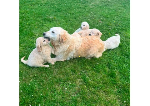 Gorgeous AKC Reg Golden Retriever Puppies - 5/5