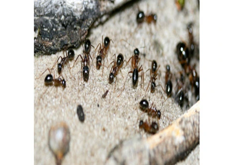 Pest Control Goondiwindi