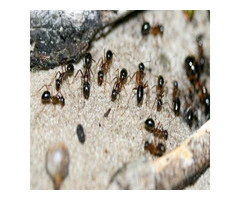 Pest Control Goondiwindi