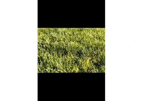 Best Synthetic Grass Prices Perth for Every Budget
