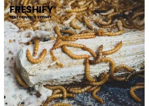 Professional Maggot Control in Sydney for Homes and Businesses