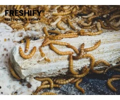 Professional Maggot Control in Sydney for Homes and Businesses
