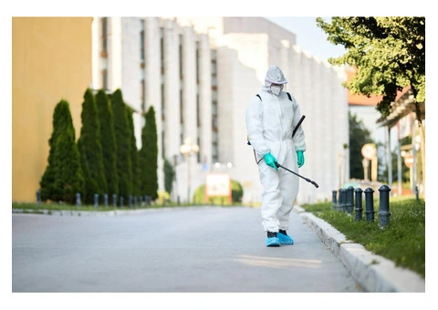Flea Treatment Gold Coast – Professional Flea Control for Homes & Pets