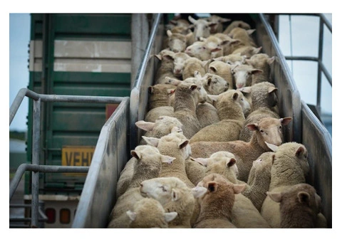 Professional Lamb Export Services from Canberra for Worldwide Delivery