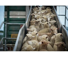Professional Lamb Export Services from Canberra for Worldwide Delivery