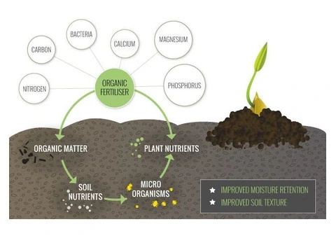 What Is Fish Hydrolysate? A Natural Solution for Healthier Soil and Stronger Plant Growth