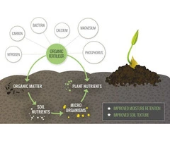 What Is Fish Hydrolysate? A Natural Solution for Healthier Soil and Stronger Plant Growth